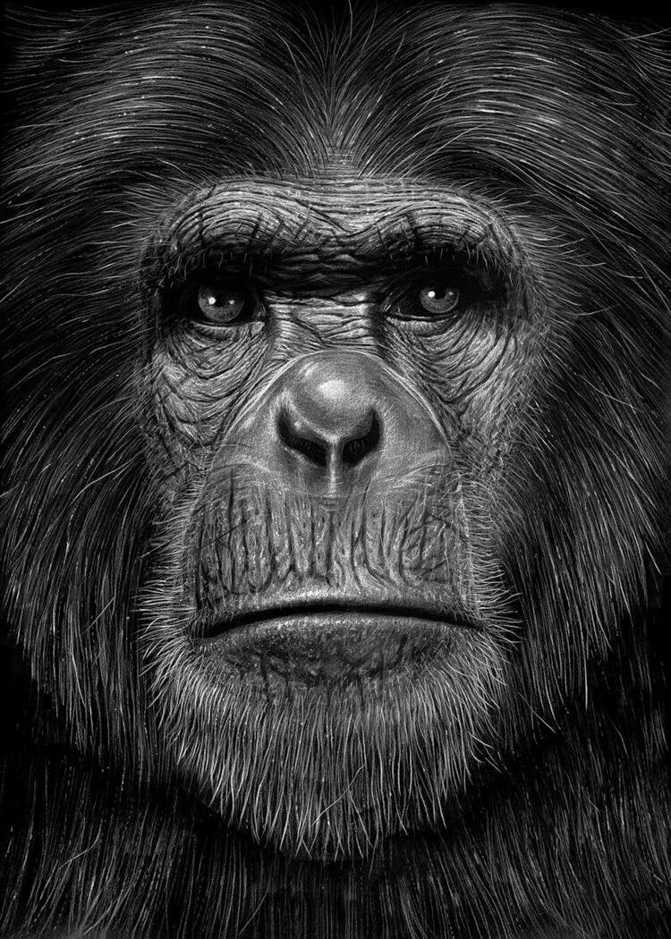 APE